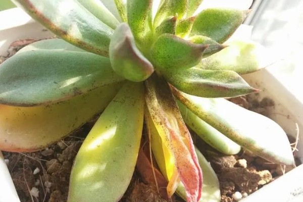 多肉烟煤病和晒伤有什么区别，前者叶片会产生黑色霉斑、后者会失水萎蔫