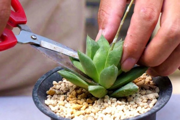 多肉烟煤病和晒伤有什么区别，前者叶片会产生黑色霉斑、后者会失水萎蔫