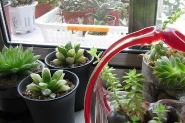 多肉烟煤病和晒伤有什么区别，前者叶片会产生黑色霉斑、后者会失水萎蔫