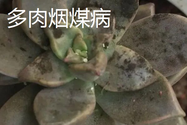 多肉烟煤病和晒伤有什么区别，前者叶片会产生黑色霉斑、后者会失水萎蔫