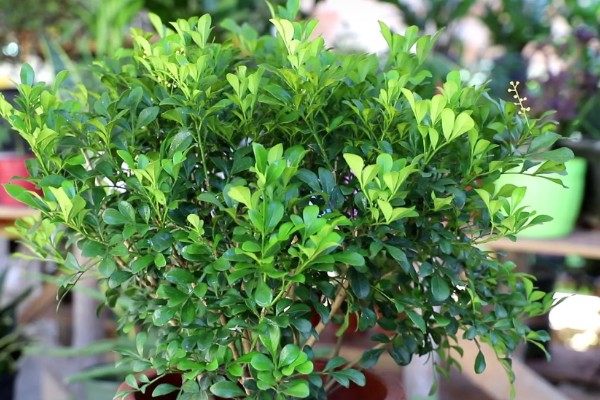 米兰怎么养殖，春秋两季每隔2-5天浇一次水