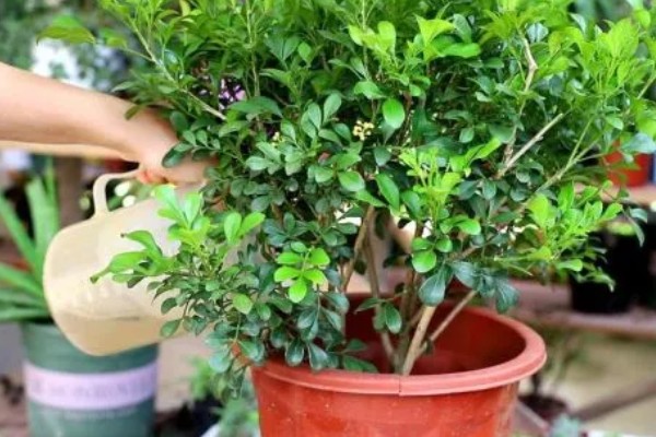 米兰怎么养殖，春秋两季每隔2-5天浇一次水