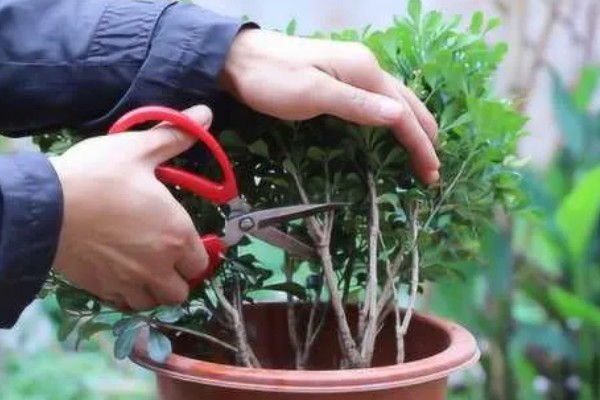 米兰怎么养殖，春秋两季每隔2-5天浇一次水