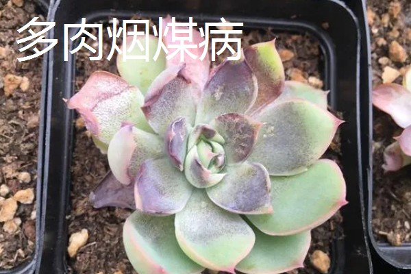 多肉烟煤病和晒伤有什么区别，前者叶片会产生黑色霉斑、后者会失水萎蔫