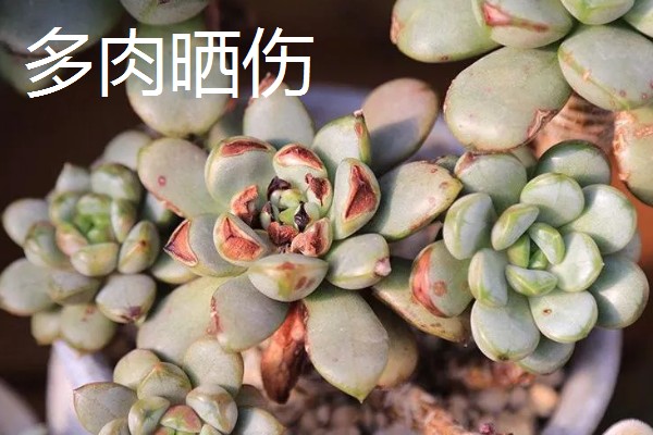 多肉烟煤病和晒伤有什么区别，前者叶片会产生黑色霉斑、后者会失水萎蔫