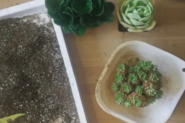 多肉烟煤病和晒伤有什么区别，前者叶片会产生黑色霉斑、后者会失水萎蔫