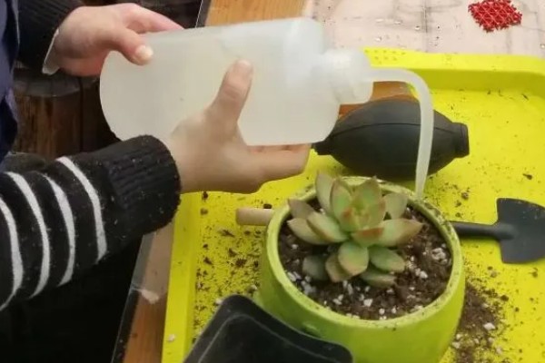 多肉烟煤病和晒伤有什么区别，前者叶片会产生黑色霉斑、后者会失水萎蔫