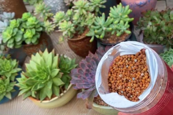 多肉烟煤病和晒伤有什么区别，前者叶片会产生黑色霉斑、后者会失水萎蔫