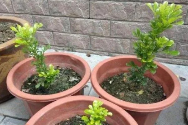 米兰怎么养殖，春秋两季每隔2-5天浇一次水