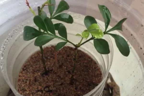 米兰怎么养殖，春秋两季每隔2-5天浇一次水