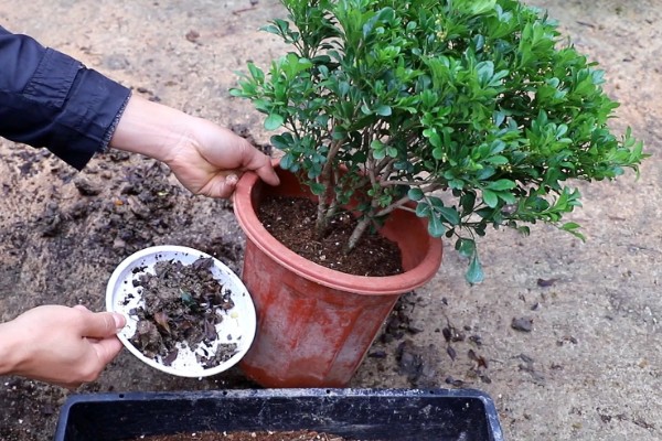 米兰怎么养殖，春秋两季每隔2-5天浇一次水