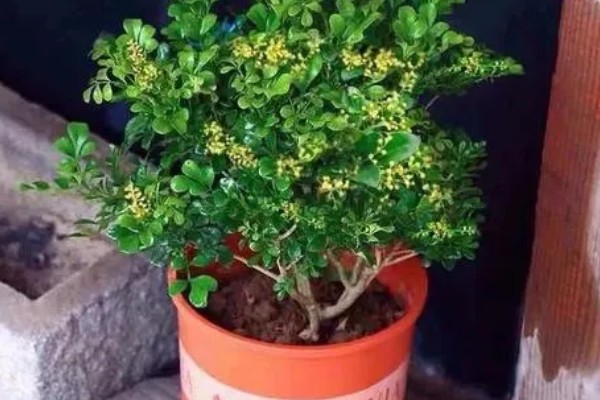 米兰怎么养殖，春秋两季每隔2-5天浇一次水