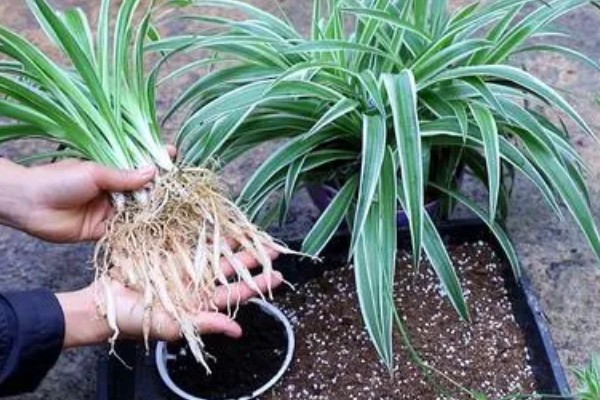 吊兰怎样换盆，选择在每年春秋两季进行