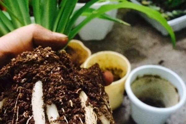 吊兰怎样换盆，选择在每年春秋两季进行