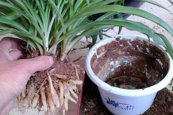 吊兰怎样换盆，选择在每年春秋两季进行