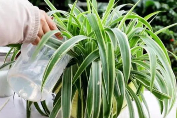 吊兰怎样换盆，选择在每年春秋两季进行