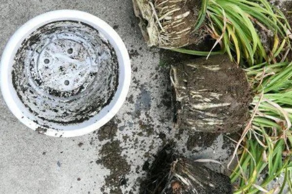 吊兰怎样换盆，选择在每年春秋两季进行