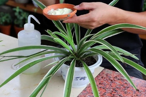 吊兰怎样换盆，选择在每年春秋两季进行