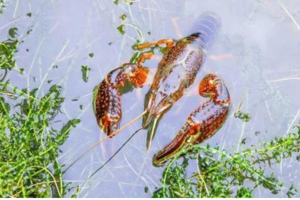 小龙虾一年四季都有吗，一年四季都有