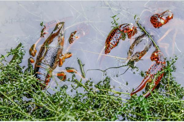 小龙虾一年四季都有吗，一年四季都有
