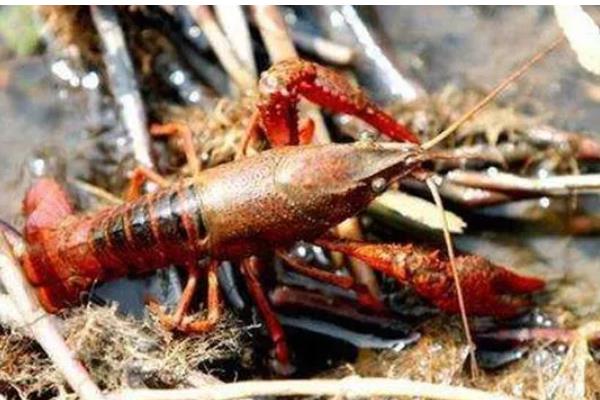 小龙虾一年四季都有吗，一年四季都有