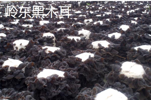 黑龙江双鸭山的特产，有黑木耳、蕨菜等