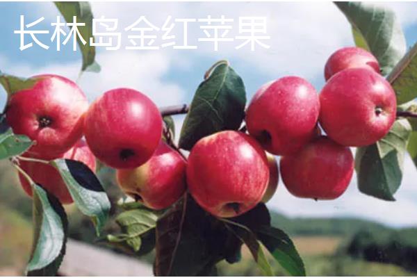 黑龙江双鸭山的特产，有黑木耳、蕨菜等