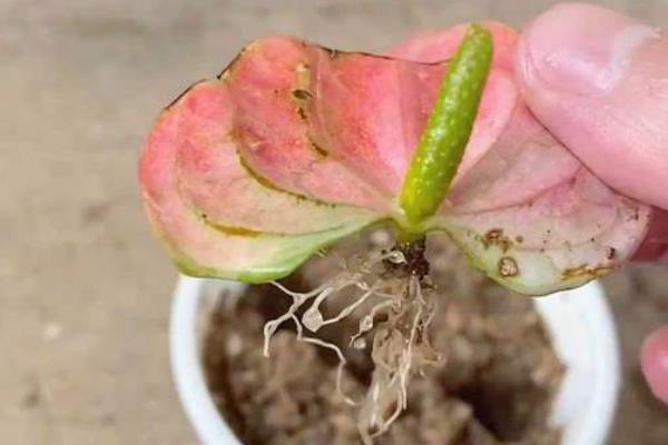 红掌的扦插方法，通常情况下选择在春季进行