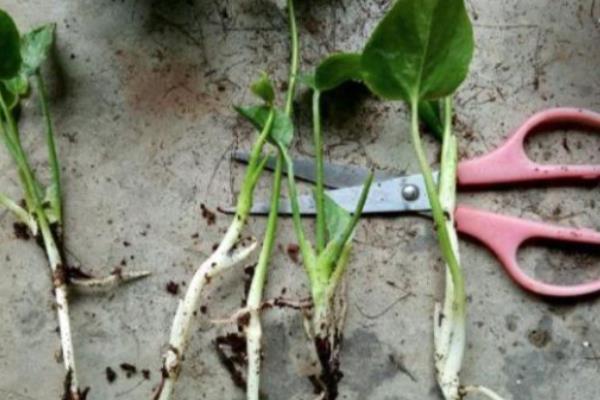 红掌的扦插方法，通常情况下选择在春季进行