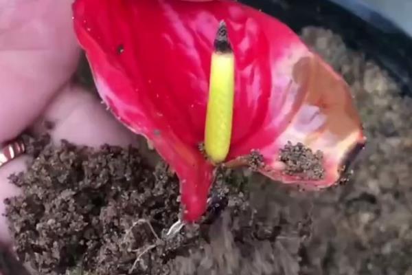 红掌的扦插方法，通常情况下选择在春季进行