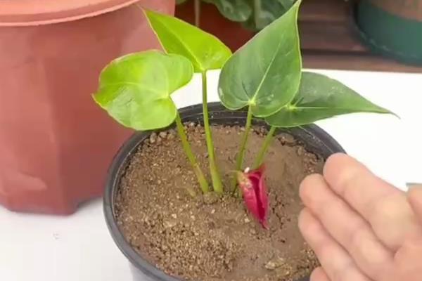 红掌的扦插方法，通常情况下选择在春季进行