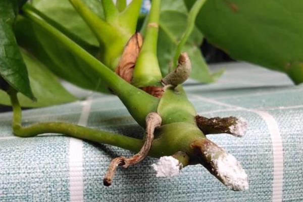 红掌的扦插方法，通常情况下选择在春季进行