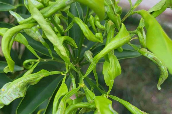 柑橘冬季为什么会异常落叶，主要是缺乏营养、水分失调等因素所致