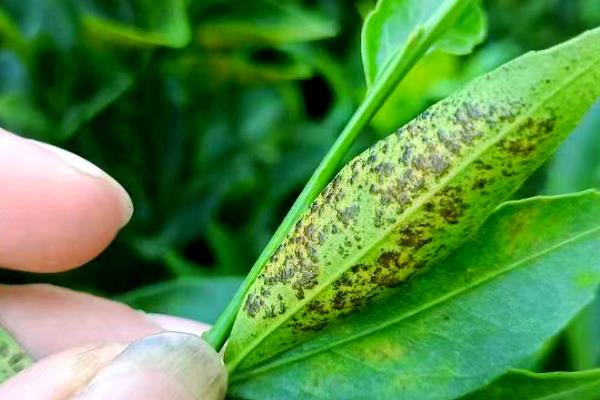 柑橘冬季为什么会异常落叶，主要是缺乏营养、水分失调等因素所致