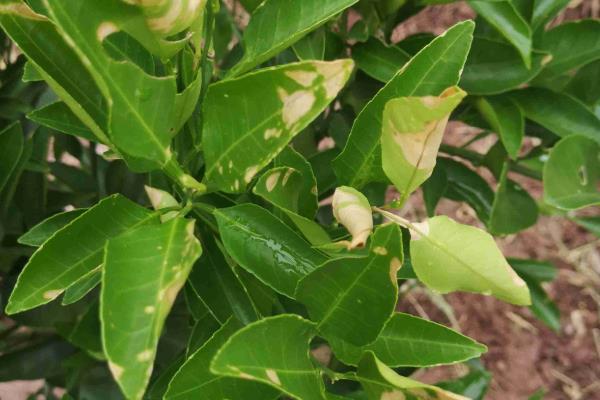 柑橘冬季为什么会异常落叶，主要是缺乏营养、水分失调等因素所致