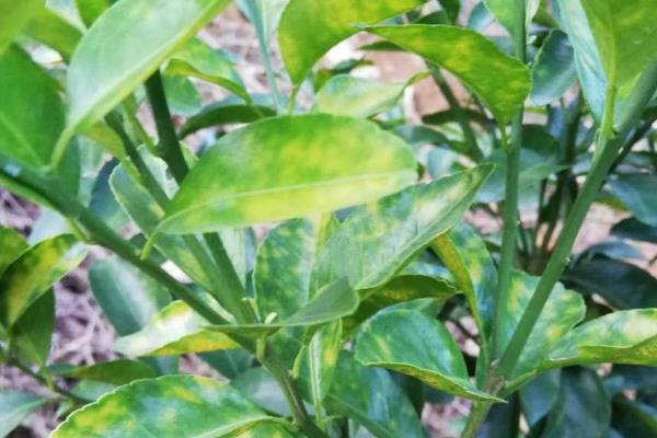 柑橘冬季为什么会异常落叶，主要是缺乏营养、水分失调等因素所致