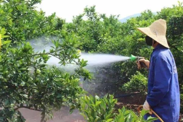 柑橘冬季为什么会异常落叶，主要是缺乏营养、水分失调等因素所致