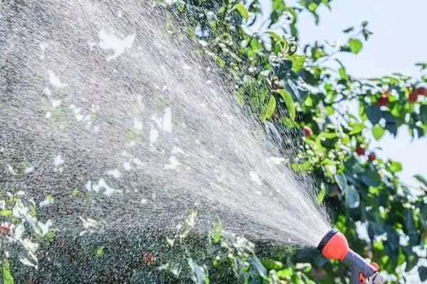 柑橘冬季为什么会异常落叶，主要是缺乏营养、水分失调等因素所致