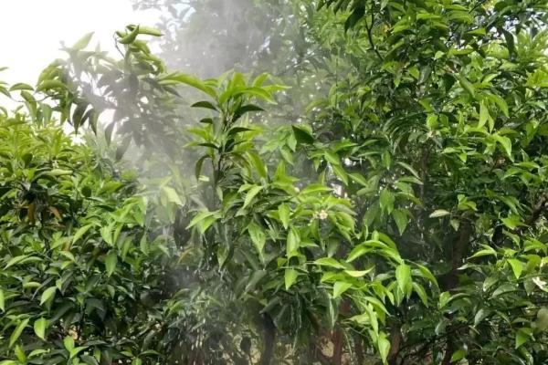 柑橘冬季为什么会异常落叶，主要是缺乏营养、水分失调等因素所致