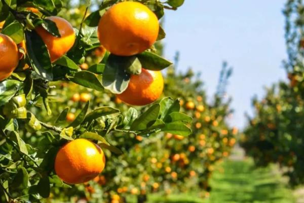 柑橘冬季为什么会异常落叶，主要是缺乏营养、水分失调等因素所致