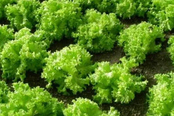 生菜能长几茬，安排得当一年四季都能播种