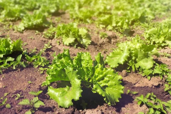 生菜能长几茬，安排得当一年四季都能播种