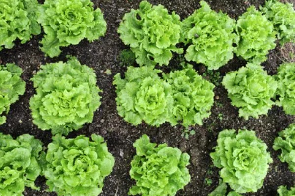 生菜能长几茬，安排得当一年四季都能播种