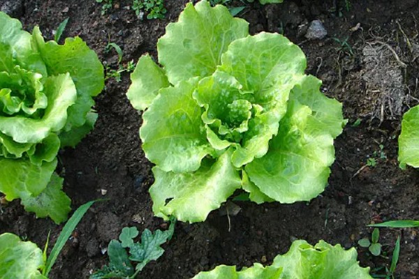 生菜能长几茬，安排得当一年四季都能播种