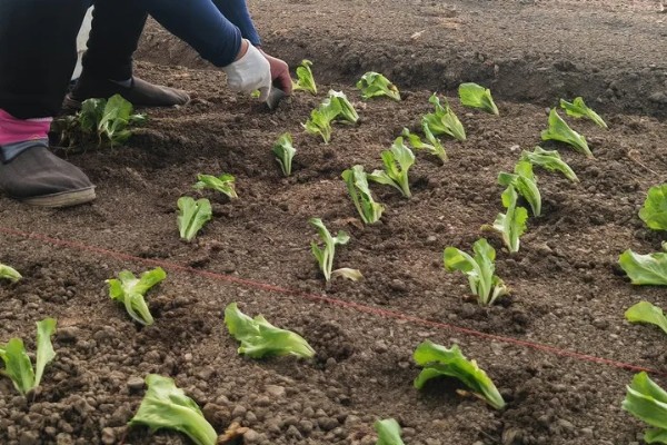 生菜能长几茬，安排得当一年四季都能播种