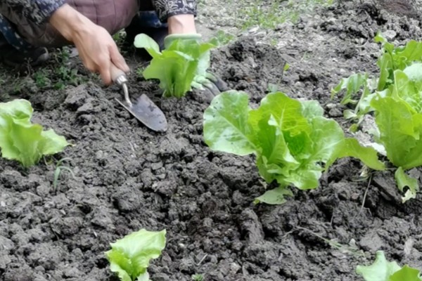 生菜能长几茬，安排得当一年四季都能播种