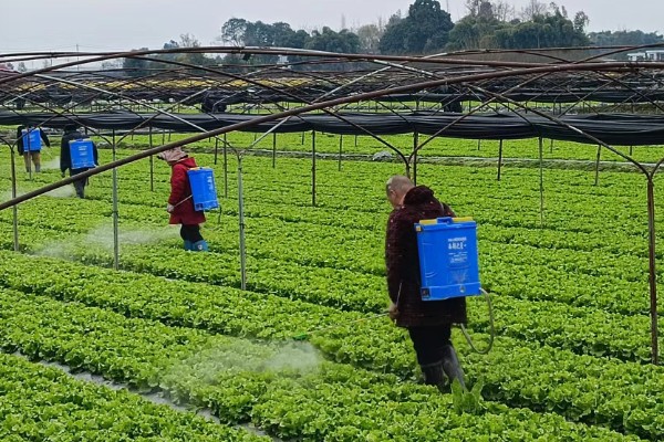 生菜能长几茬，安排得当一年四季都能播种