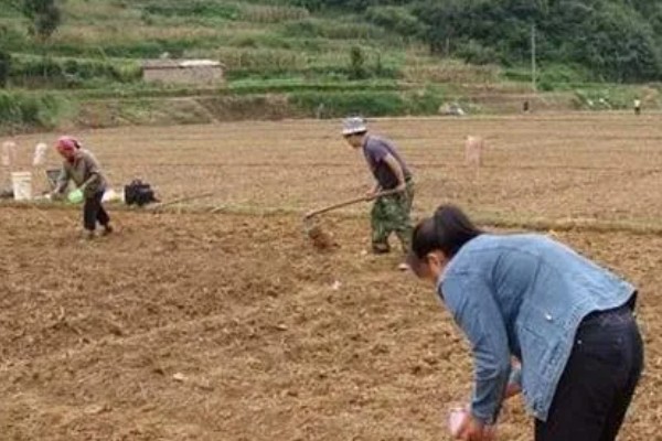 生菜能长几茬，安排得当一年四季都能播种