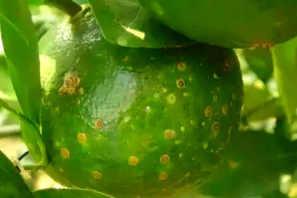 柑橘冬季为什么会异常落叶，主要是缺乏营养、水分失调等因素所致