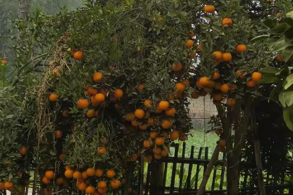 柑橘冬季为什么会异常落叶，主要是缺乏营养、水分失调等因素所致